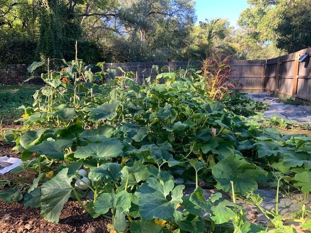 Wild Heart Farm pumpkin patch